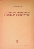 Anatomia mózgowa i rdzenia kręgowego