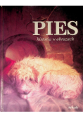 Pies historia w obrazach