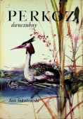 Perkoz dwuczubny