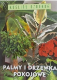 Palmy i drzewka pokojowe