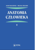 Anatomia człowieka