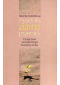 Paradoks ziarna pszenicy