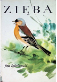 Zięba