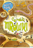 Opowiem ci mamo co robią mrówki