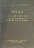 Atlas owadów leśnych
