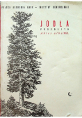 Jodła pospolita