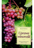 Uprawa winorośli