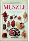 Kolekcjoner muszle