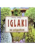 Iglaki w pigułce