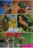 Ptaki Polski