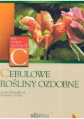 Cebulowe rośliny ozdobne