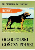Ogar Polski gończy Polski