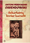 Szkarłatny kwiat kamelii