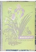 Rośliny w różnych porach roku