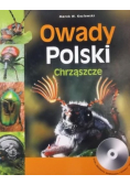 Owady Polski Chrząszcze