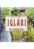 Iglaki w pigułce