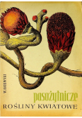Pasożytnicze rośliny kwiatowe