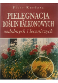 Pielęgnacja roślin balkonowych
