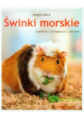 Świnki morskie