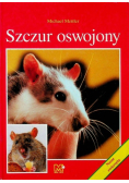 Szczur oswojony