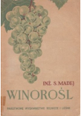 Winorośl