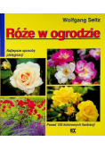 Róże w ogrodzie