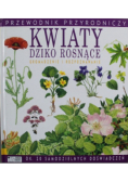 Kwiaty dziko rosnące