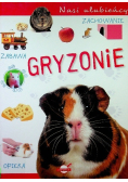Nasi ulubieńcy. Gryzonie