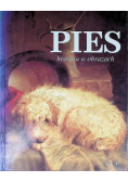 Pies historia w obrazach