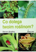 Co dolega twoim roślinom