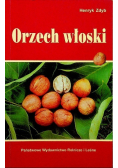 Orzech włoski
