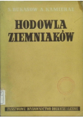 Hodowla ziemniaków