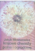 Krajowe chwasty polne i grodowe