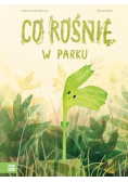 Co rośnie w parku