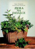 Zioła na działce