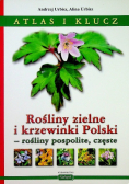 Rośliny zielne i krzewinki Polski