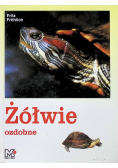 Żółwie ozdobne