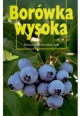 Borówka wysoka