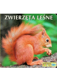 Zwierzęta leśne