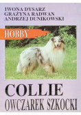 Collie owczarek szkocki