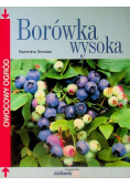 Borówka wysoka