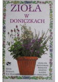 Zioła w doniczkach