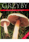 Grzyby Rozpoznawanie i zbieranie