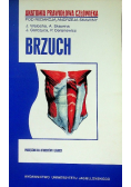 Anatomia prawidłowa człowieka brzuch