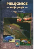 Pielęgnice moja pasja
