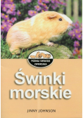 Świnki morskie