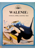 Walenie wieloryby delfiny morświny i inne