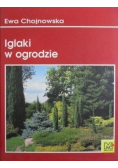 Iglaki w ogrodzie