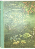 Morze żyje