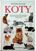 Koty